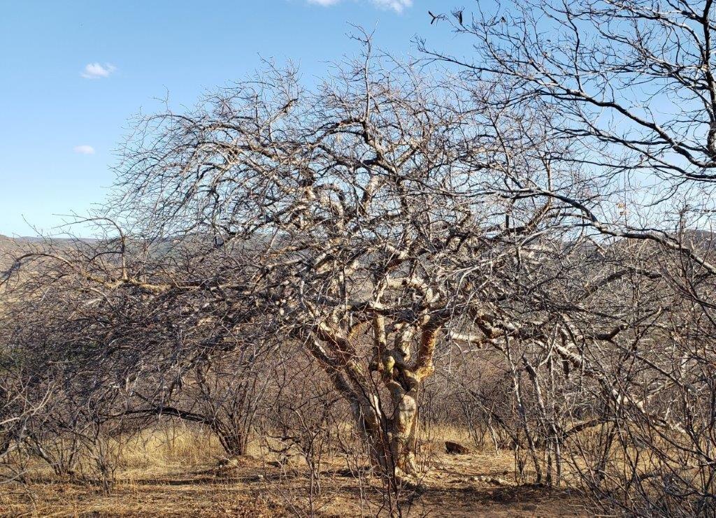 Read more about the article NEOENERGIA PROMOVE CURSO ONLINE DE RESTAURAÇÃO ECOLÓGICA DA CAATINGA