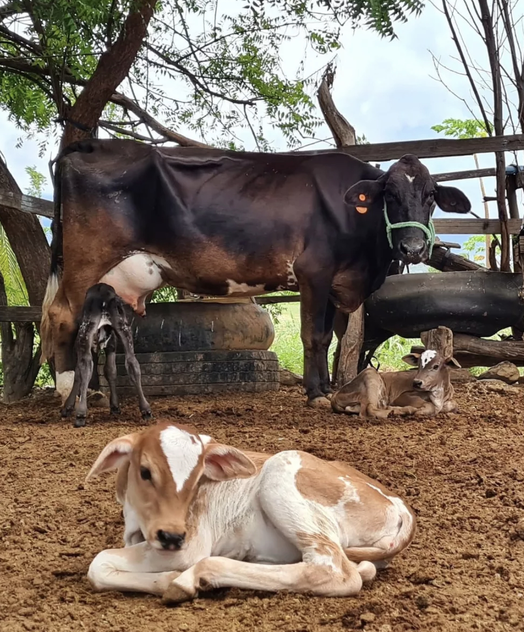 Read more about the article Currais Novos: Vaca da raça girolando dá à luz três bezerros de uma só vez