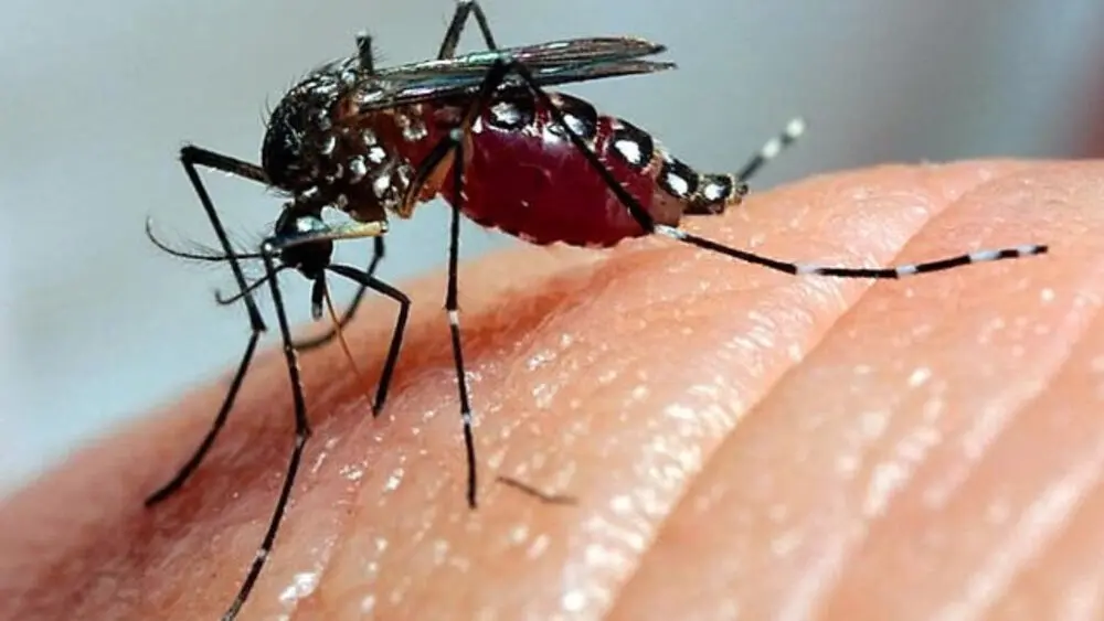 Read more about the article Rio Grande do Norte tem mais de 30 mil casos suspeitos de dengue