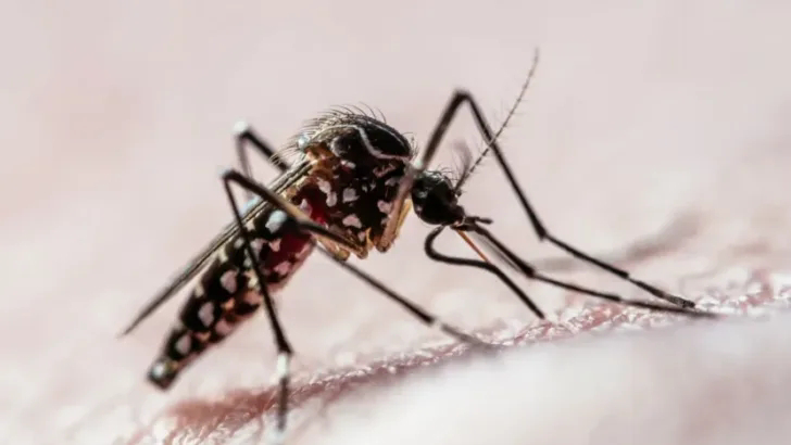 Read more about the article Brasil supera mil mortes por dengue em 2024